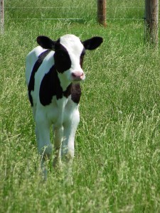 Animal Feed in Maryland by Farmers Cooperative