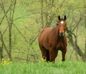 Organic Horse Feed in Maryland