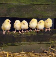 Farmers Coop Provides only the Best Feed in Maryland for your Growing Animals!