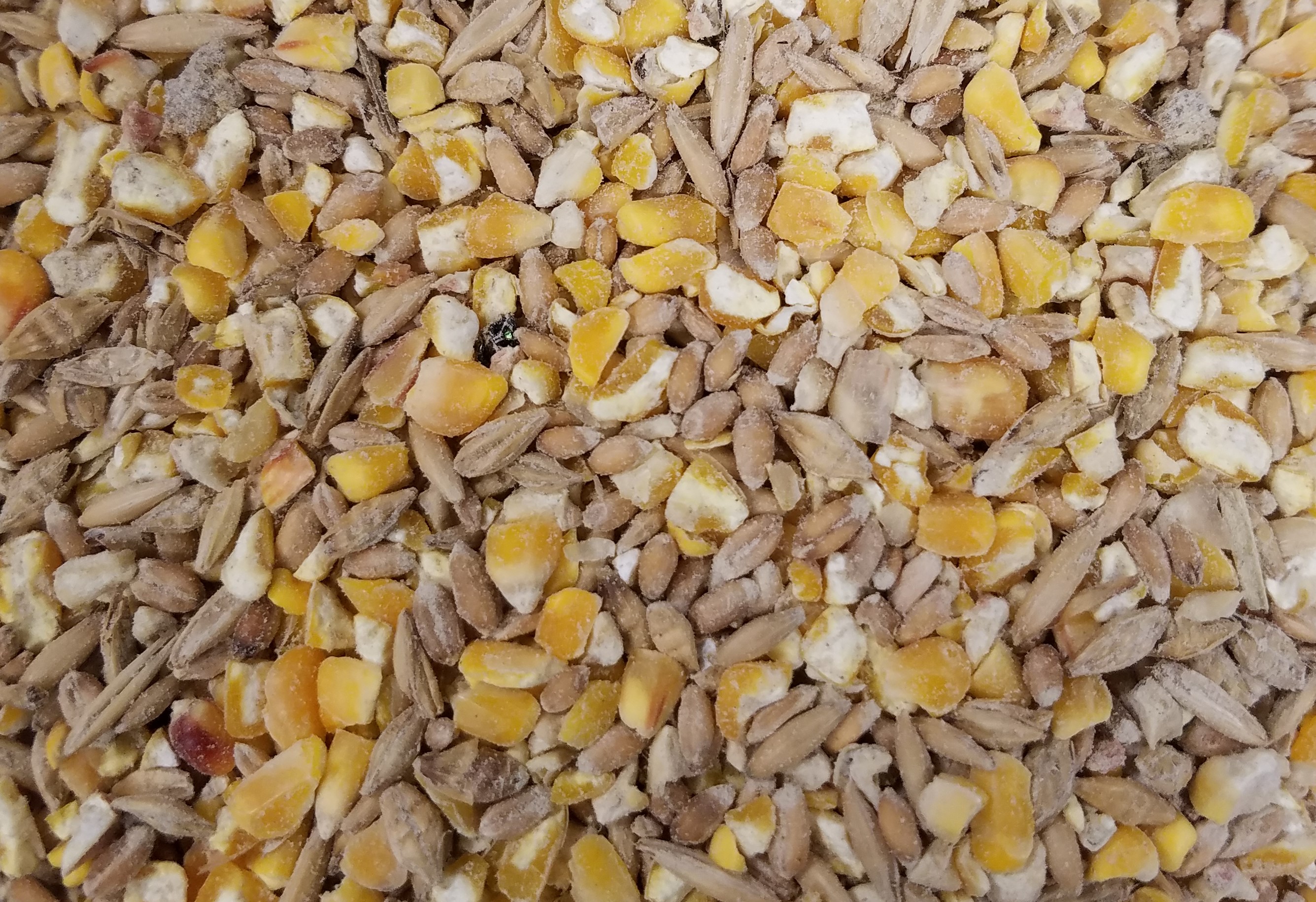 Poultry Feed-Maryland - Farmers Cooperative Association, Inc Cracked Corn Vs Whole Corn For Chickens