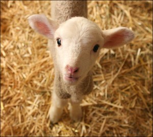 Farmers Coop Offers a Variety of Animal Feed in Maryland