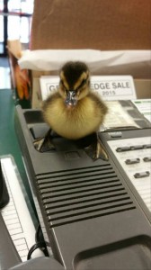 Duckling on Phone