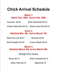 Chick Order Calendar Flyer 1